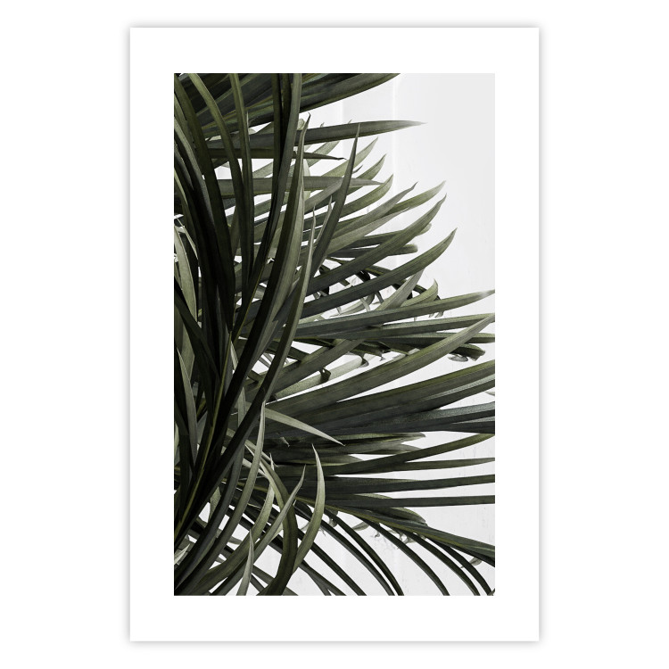Wall Poster In the Shade of Palms - natural leaves of tropical plant on white background 123675 additionalImage 19