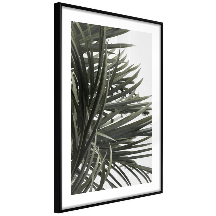 Wall Poster In the Shade of Palms - natural leaves of tropical plant on white background 123675 additionalImage 11