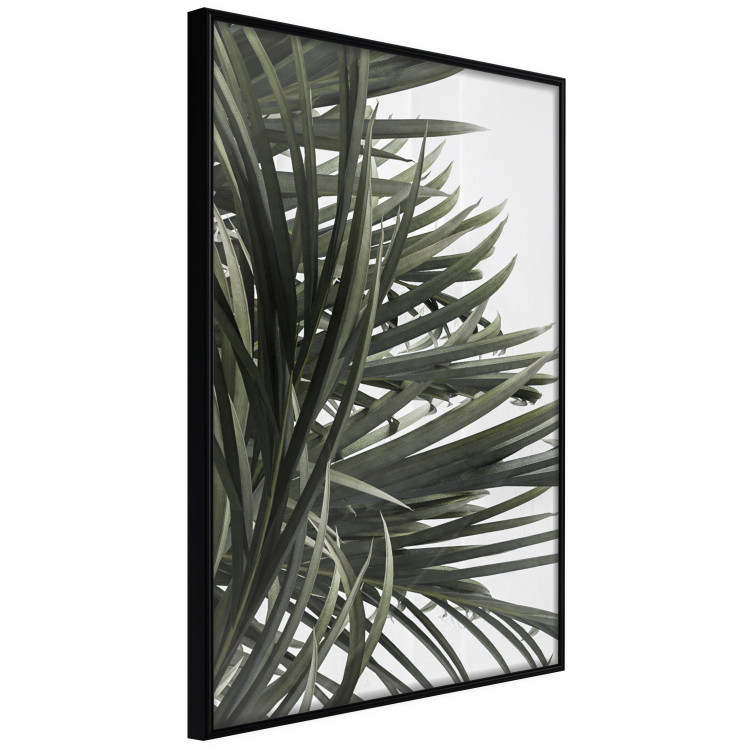 Wall Poster In the Shade of Palms - natural leaves of tropical plant on white background 123675 additionalImage 12