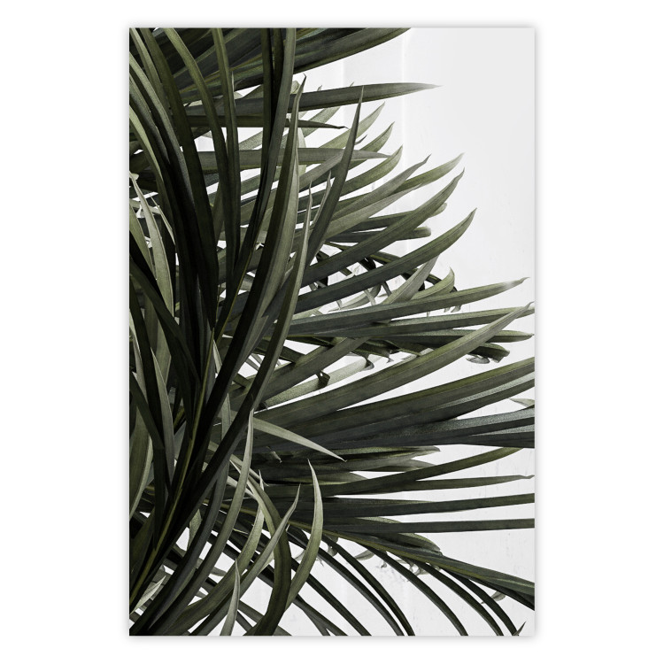 Wall Poster In the Shade of Palms - natural leaves of tropical plant on white background 123675
