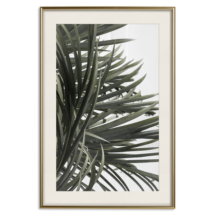 Wall Poster In the Shade of Palms - natural leaves of tropical plant on white background 123675 additionalImage 19