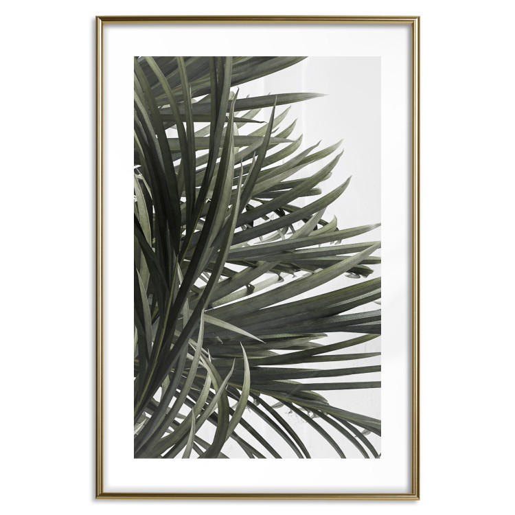 Wall Poster In the Shade of Palms - natural leaves of tropical plant on white background 123675 additionalImage 14