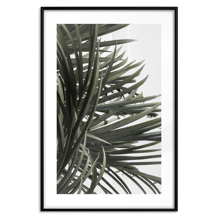 Wall Poster In the Shade of Palms - natural leaves of tropical plant on white background 123675 additionalImage 17