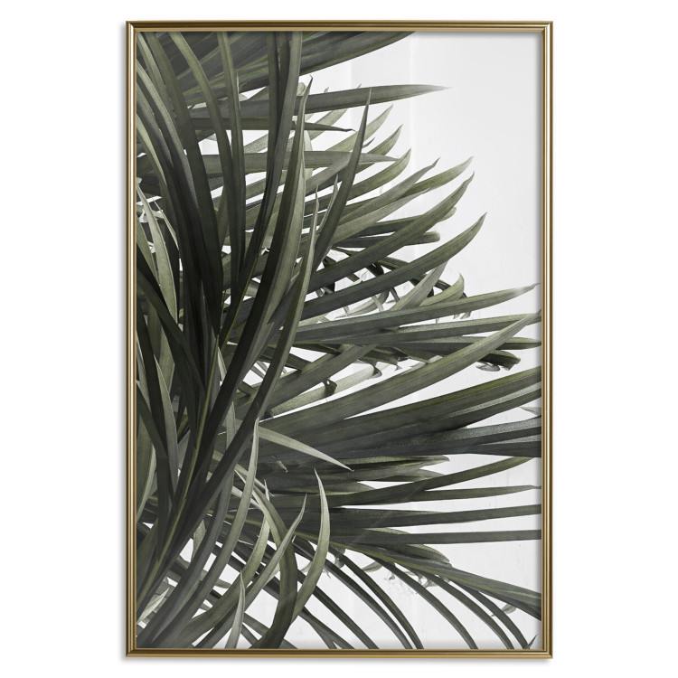 Wall Poster In the Shade of Palms - natural leaves of tropical plant on white background 123675 additionalImage 20