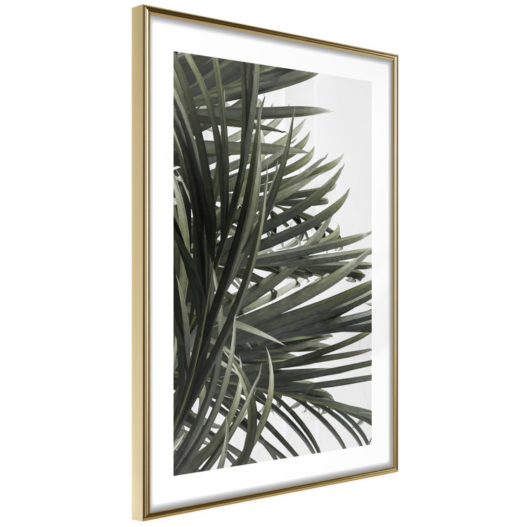 Wall Poster In the Shade of Palms - natural leaves of tropical plant on white background 123675 additionalImage 6