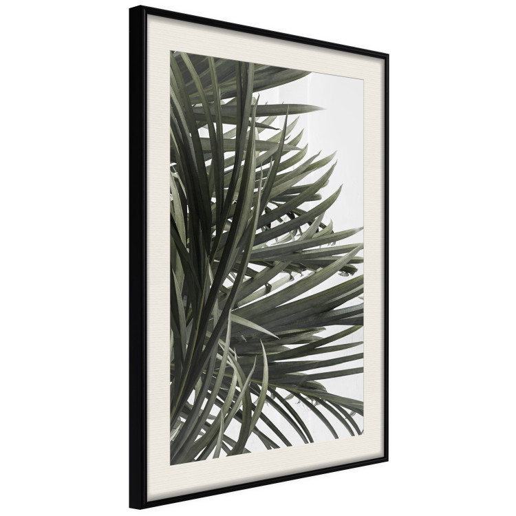 Wall Poster In the Shade of Palms - natural leaves of tropical plant on white background 123675 additionalImage 3