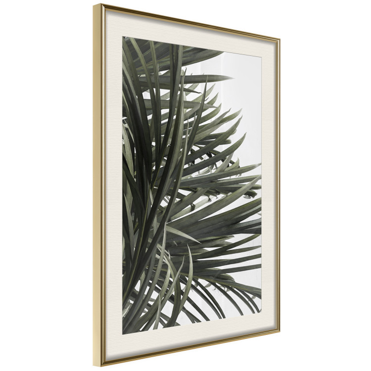 Wall Poster In the Shade of Palms - natural leaves of tropical plant on white background 123675 additionalImage 2