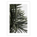 Wall Poster In the Shade of Palms - natural leaves of tropical plant on white background 123675 additionalThumb 25