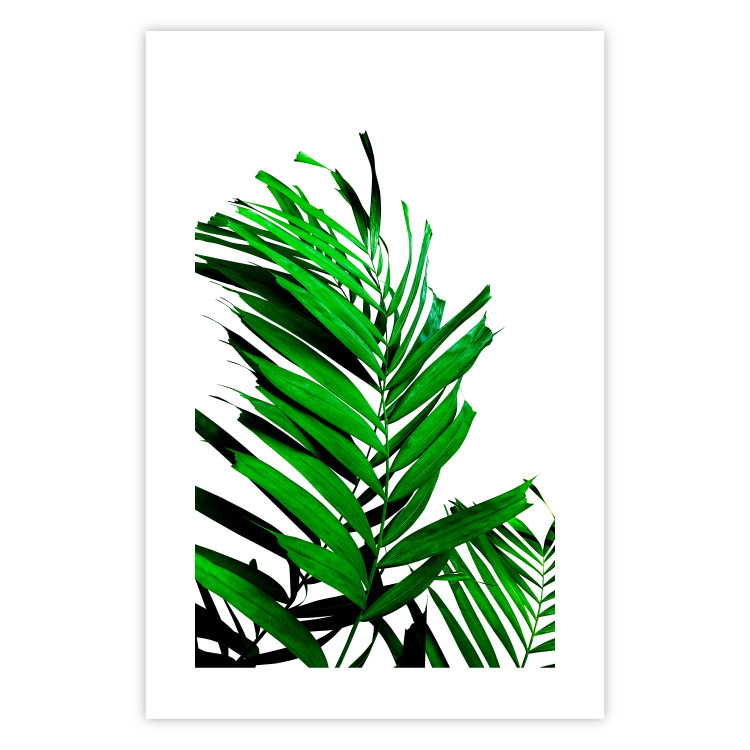 Poster Juicy Leaf - green leaf of a plant on a contrasting white background 125175 additionalImage 25