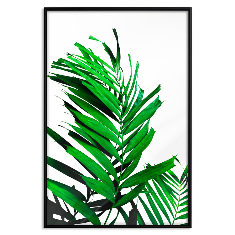 Poster Juicy Leaf - green leaf of a plant on a contrasting white background 125175 additionalImage 24