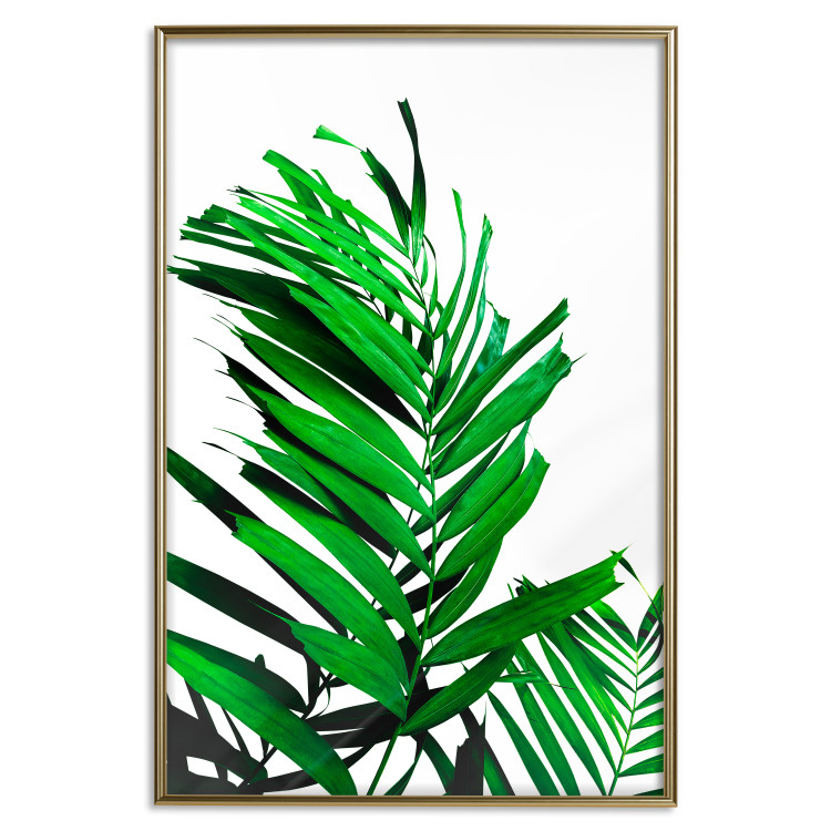 Poster Juicy Leaf - green leaf of a plant on a contrasting white background 125175 additionalImage 20