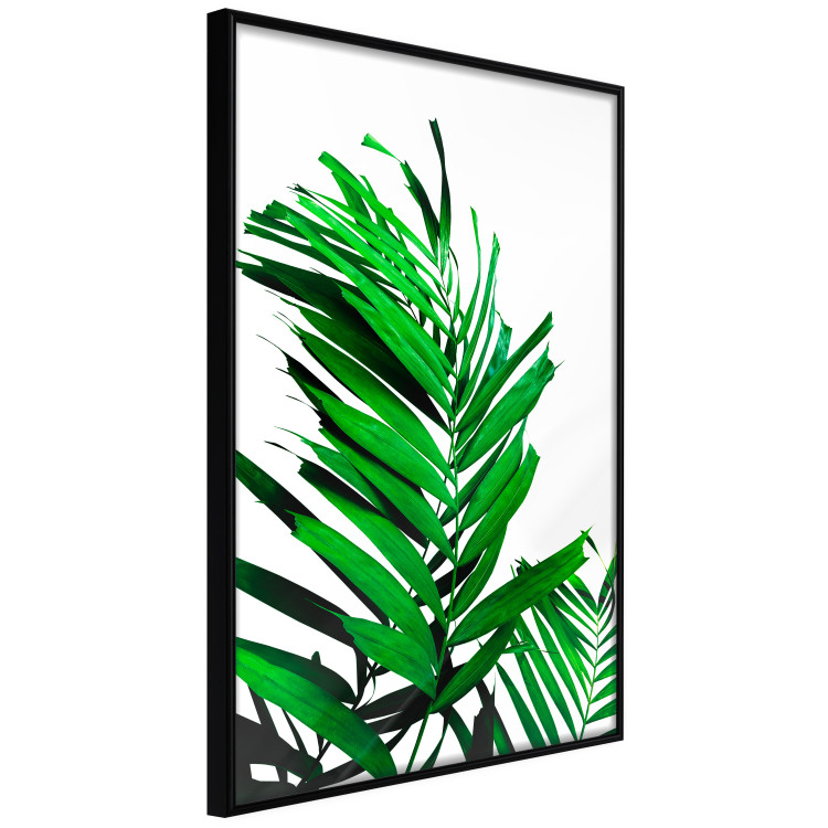 Poster Juicy Leaf - green leaf of a plant on a contrasting white background 125175 additionalImage 12