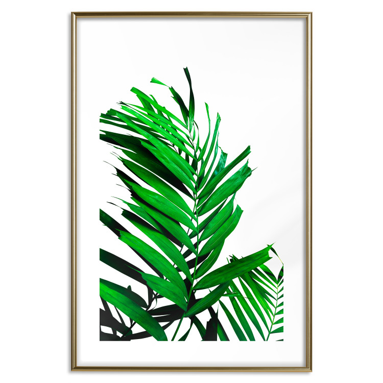 Poster Juicy Leaf - green leaf of a plant on a contrasting white background 125175 additionalImage 16