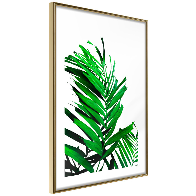 Poster Juicy Leaf - green leaf of a plant on a contrasting white background 125175 additionalImage 8