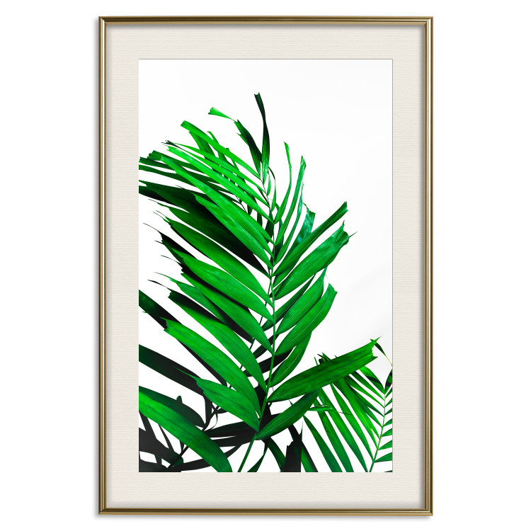 Poster Juicy Leaf - green leaf of a plant on a contrasting white background 125175 additionalImage 19