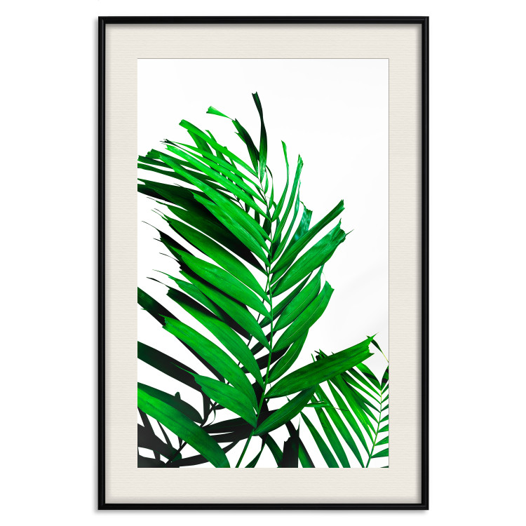 Poster Juicy Leaf - green leaf of a plant on a contrasting white background 125175 additionalImage 18