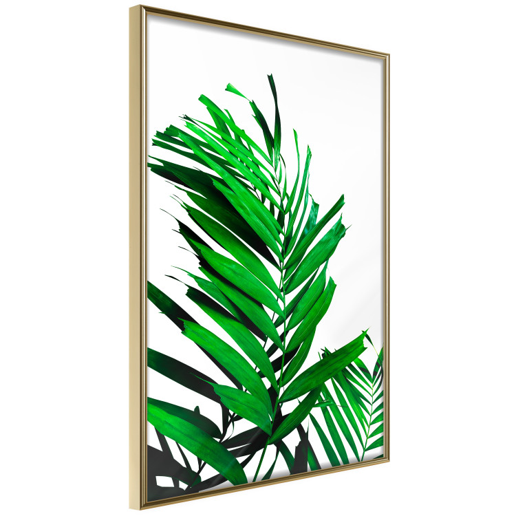 Poster Juicy Leaf - green leaf of a plant on a contrasting white background 125175 additionalImage 14