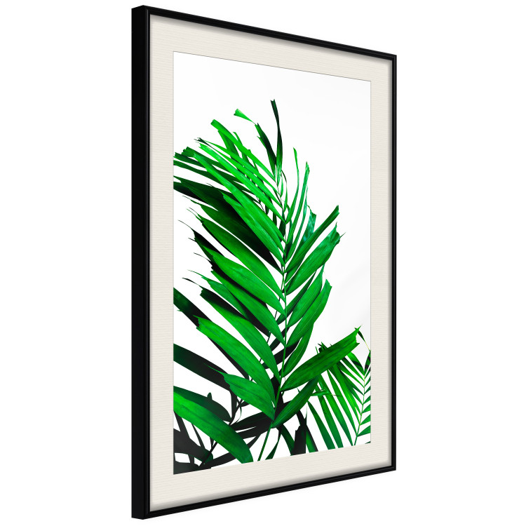 Poster Juicy Leaf - green leaf of a plant on a contrasting white background 125175 additionalImage 3