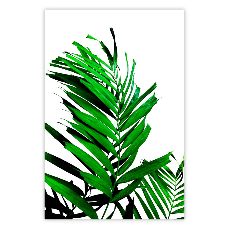 Poster Juicy Leaf - green leaf of a plant on a contrasting white background 125175