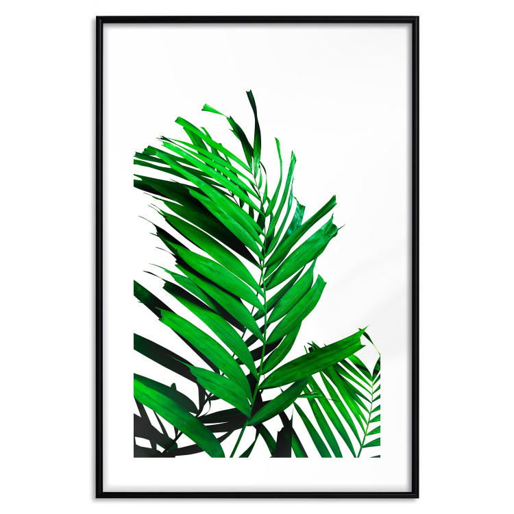 Poster Juicy Leaf - green leaf of a plant on a contrasting white background 125175 additionalImage 17
