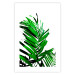Poster Juicy Leaf - green leaf of a plant on a contrasting white background 125175 additionalThumb 25