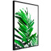 Poster Juicy Leaf - green leaf of a plant on a contrasting white background 125175 additionalThumb 12