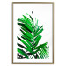Poster Juicy Leaf - green leaf of a plant on a contrasting white background 125175 additionalThumb 16