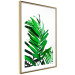 Poster Juicy Leaf - green leaf of a plant on a contrasting white background 125175 additionalThumb 8
