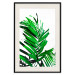 Poster Juicy Leaf - green leaf of a plant on a contrasting white background 125175 additionalThumb 18