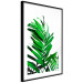 Poster Juicy Leaf - green leaf of a plant on a contrasting white background 125175 additionalThumb 13