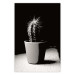 Poster Disheveled Cactus - black and white photograph of a tropical cactus 125275