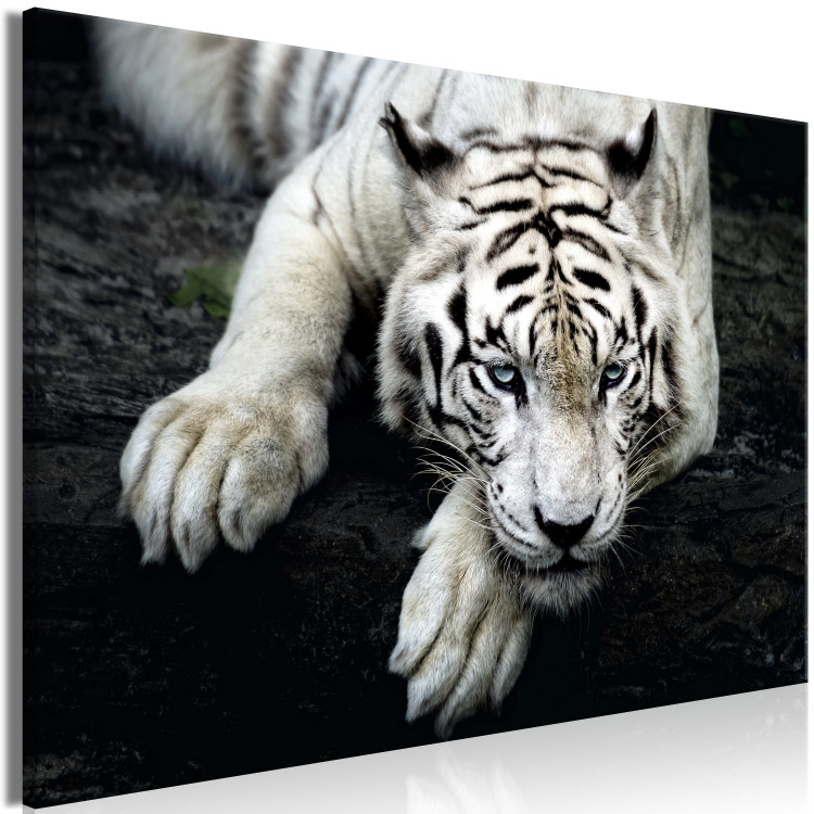 Canvas Print Menacing Look (1-part) wide - first variant - tiger 128775 additionalImage 2