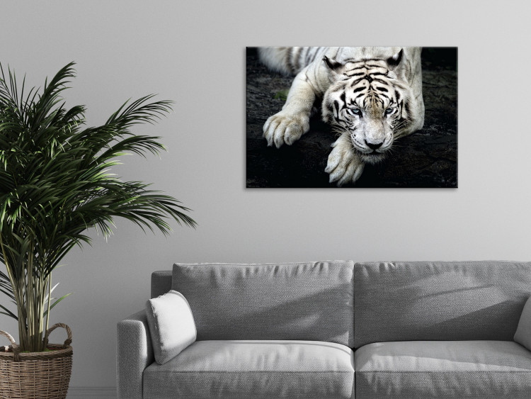 Canvas Print Menacing Look (1-part) wide - first variant - tiger 128775 additionalImage 3