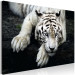 Canvas Print Menacing Look (1-part) wide - first variant - tiger 128775 additionalThumb 2