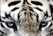 Canvas Print Menacing Look (1-part) wide - first variant - tiger 128775 additionalThumb 4