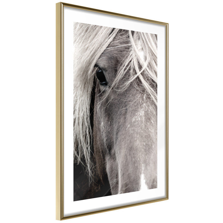 Poster Free Spirit - black and white portrait of a horse with a clearly visible face 130275 additionalImage 9