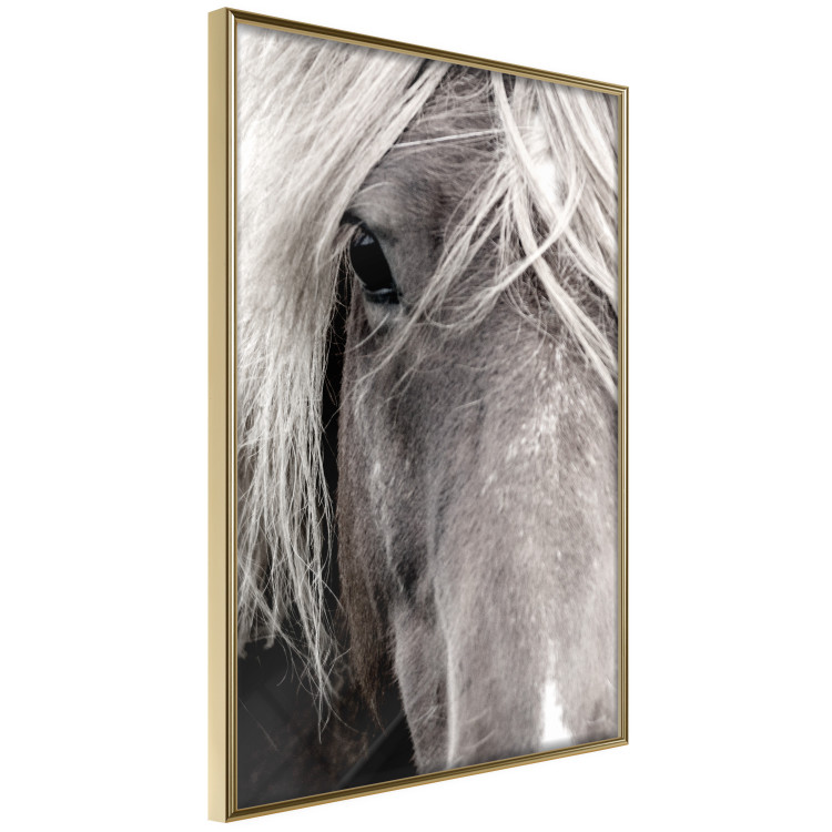 Poster Free Spirit - black and white portrait of a horse with a clearly visible face 130275 additionalImage 14