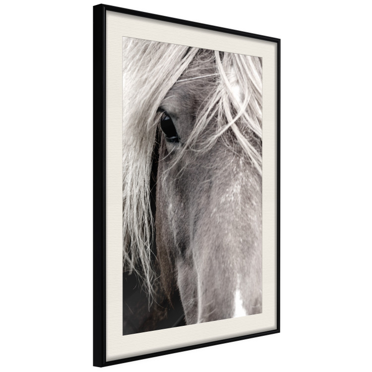 Poster Free Spirit - black and white portrait of a horse with a clearly visible face 130275 additionalImage 2