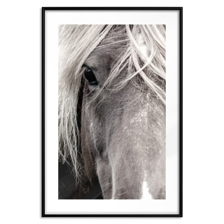 Poster Free Spirit - black and white portrait of a horse with a clearly visible face 130275 additionalImage 15