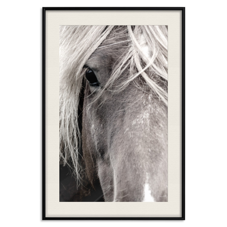 Poster Free Spirit - black and white portrait of a horse with a clearly visible face 130275 additionalImage 19