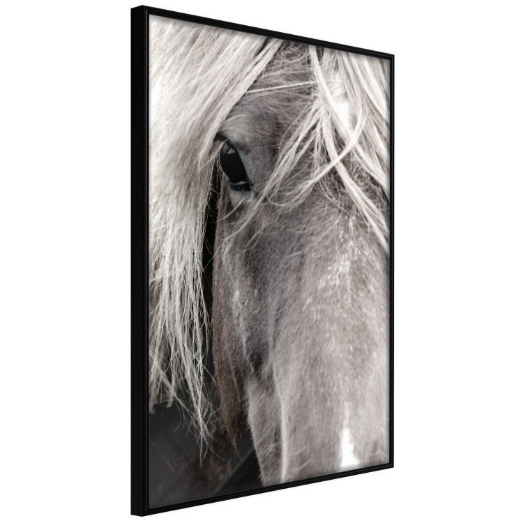 Poster Free Spirit - black and white portrait of a horse with a clearly visible face 130275 additionalImage 13