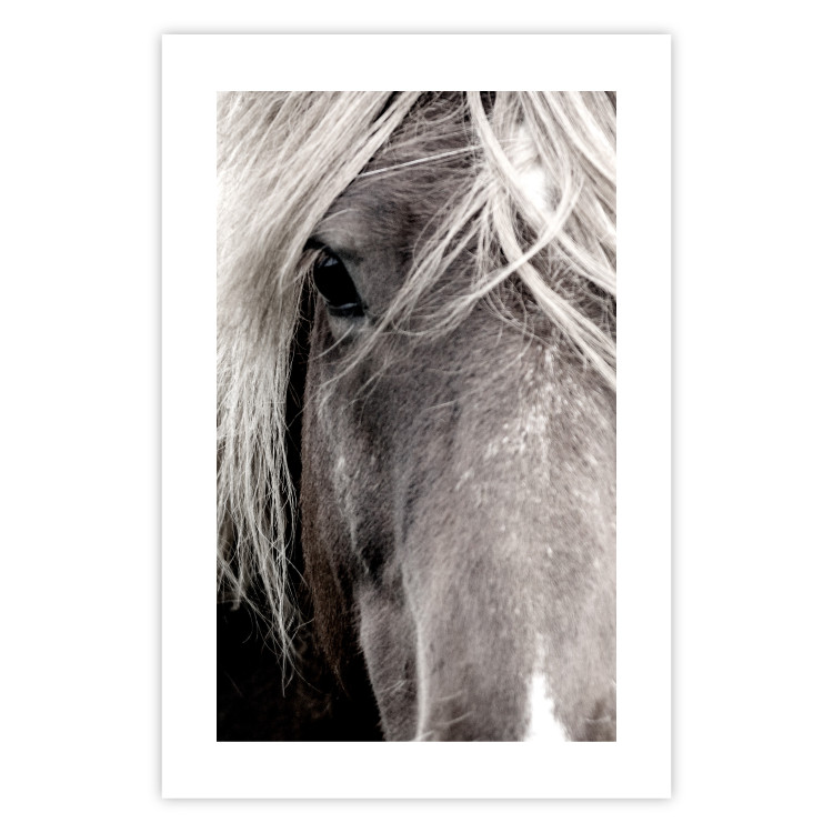 Poster Free Spirit - black and white portrait of a horse with a clearly visible face 130275 additionalImage 25