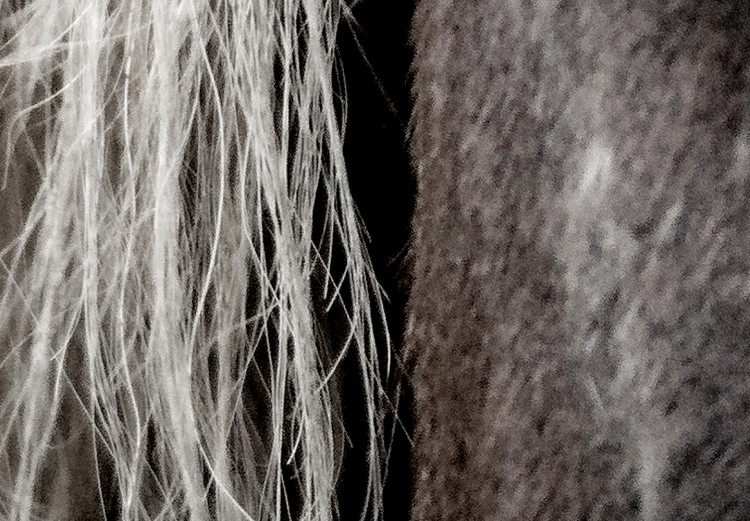 Poster Free Spirit - black and white portrait of a horse with a clearly visible face 130275 additionalImage 11