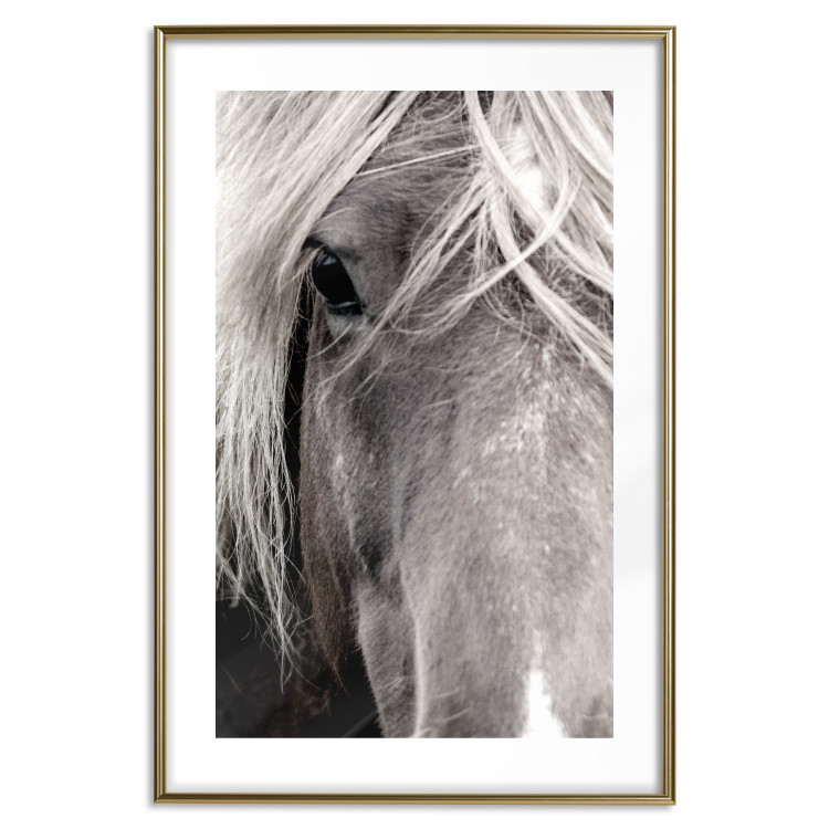 Poster Free Spirit - black and white portrait of a horse with a clearly visible face 130275 additionalImage 16