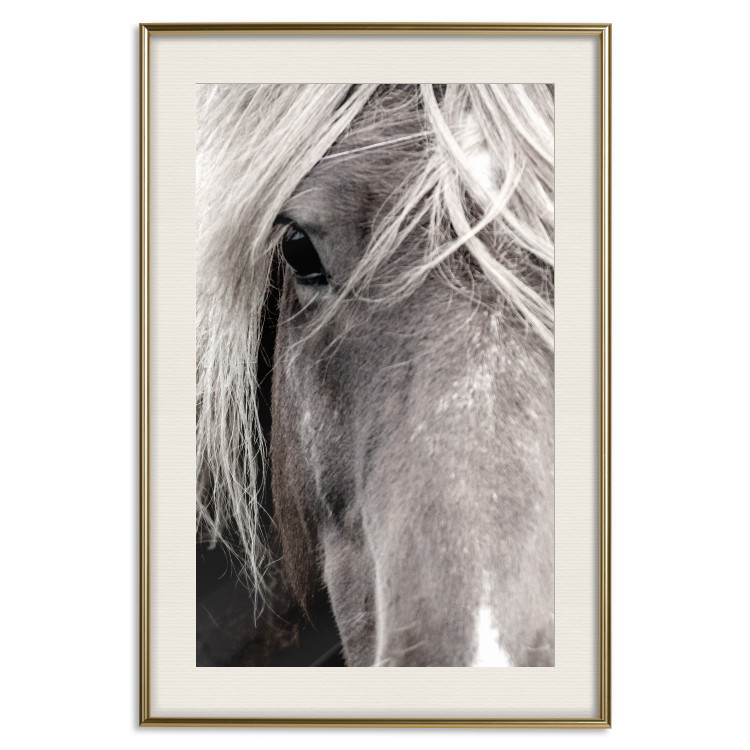 Poster Free Spirit - black and white portrait of a horse with a clearly visible face 130275 additionalImage 20