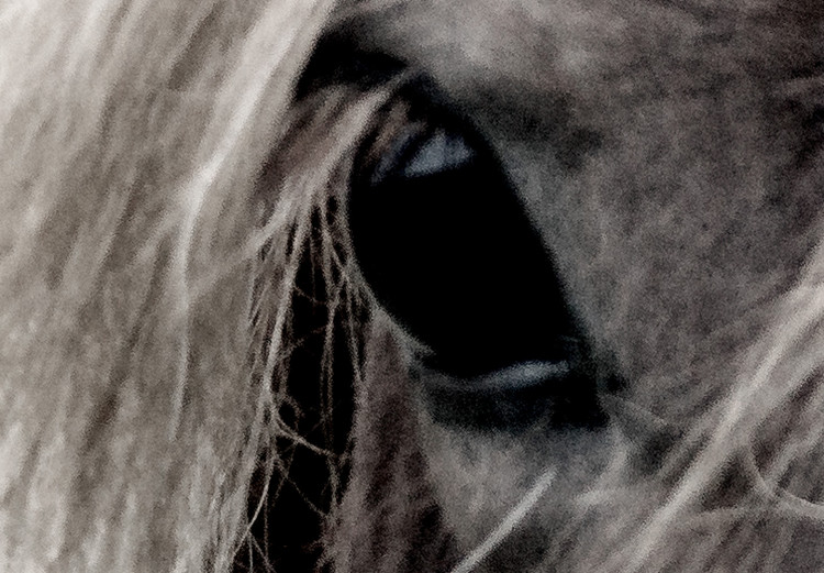 Poster Free Spirit - black and white portrait of a horse with a clearly visible face 130275 additionalImage 10