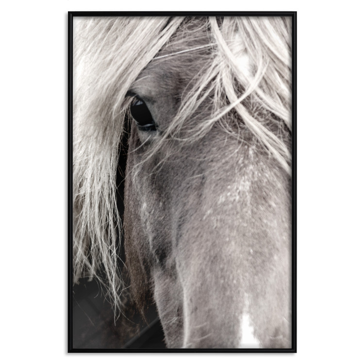 Poster Free Spirit - black and white portrait of a horse with a clearly visible face 130275 additionalImage 18