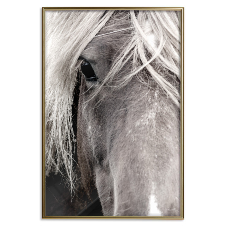Poster Free Spirit - black and white portrait of a horse with a clearly visible face 130275 additionalImage 21