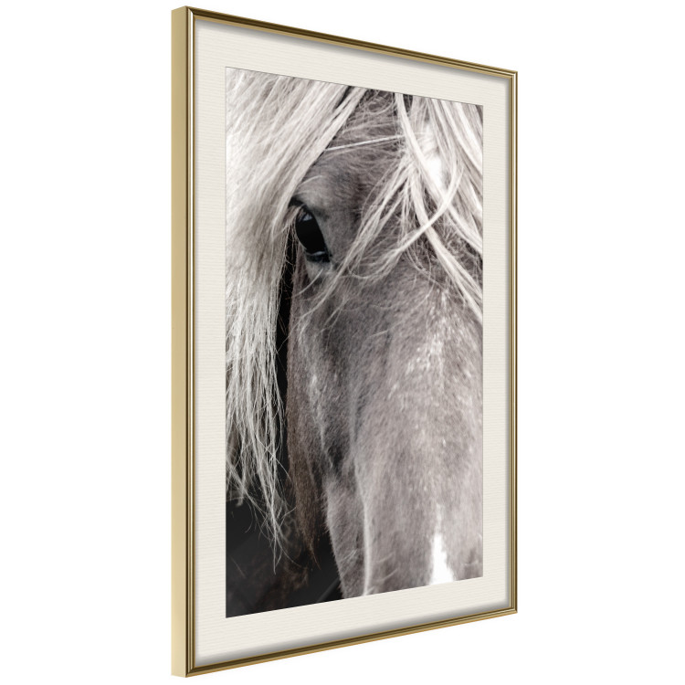 Poster Free Spirit - black and white portrait of a horse with a clearly visible face 130275 additionalImage 3