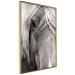 Poster Free Spirit - black and white portrait of a horse with a clearly visible face 130275 additionalThumb 14